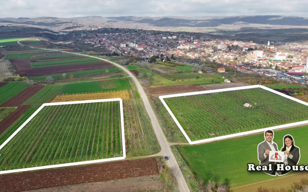 Voćnjak krušaka na 3 hektara na Fruškoj gori u Irigu