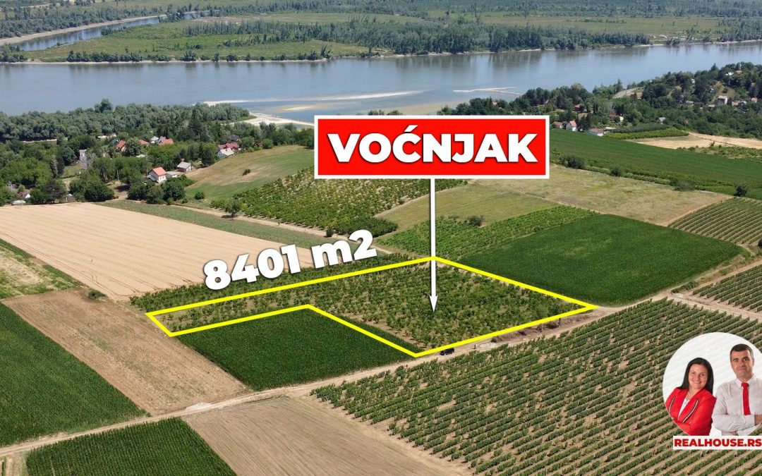 Voćnjak bresaka i nektarina u punom rodu na Fruškoj gori u Banoštoru